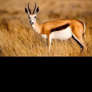 Meet your Posher, Zinna